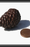 pine cone mini